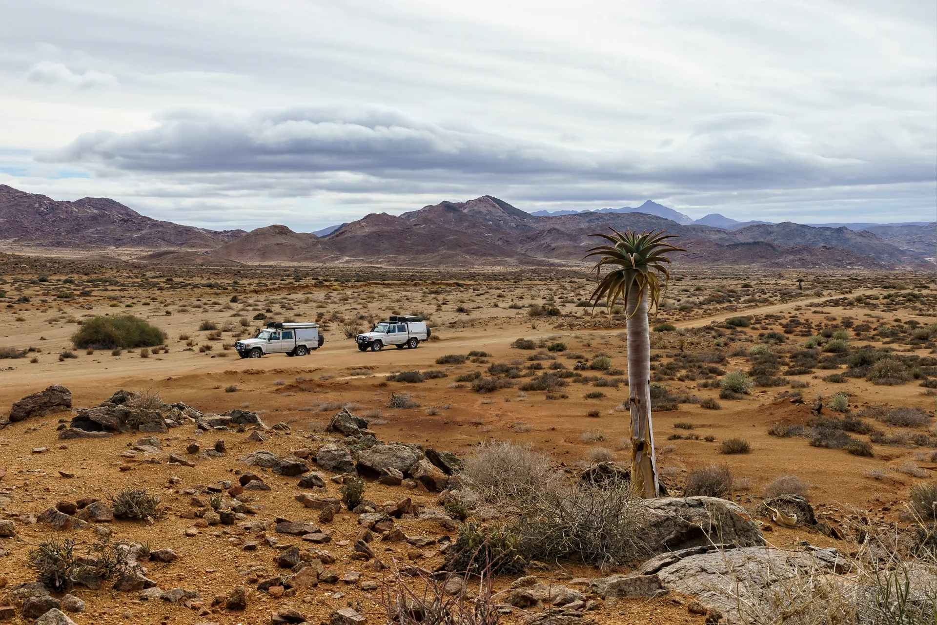 Namibia desert and wildlife