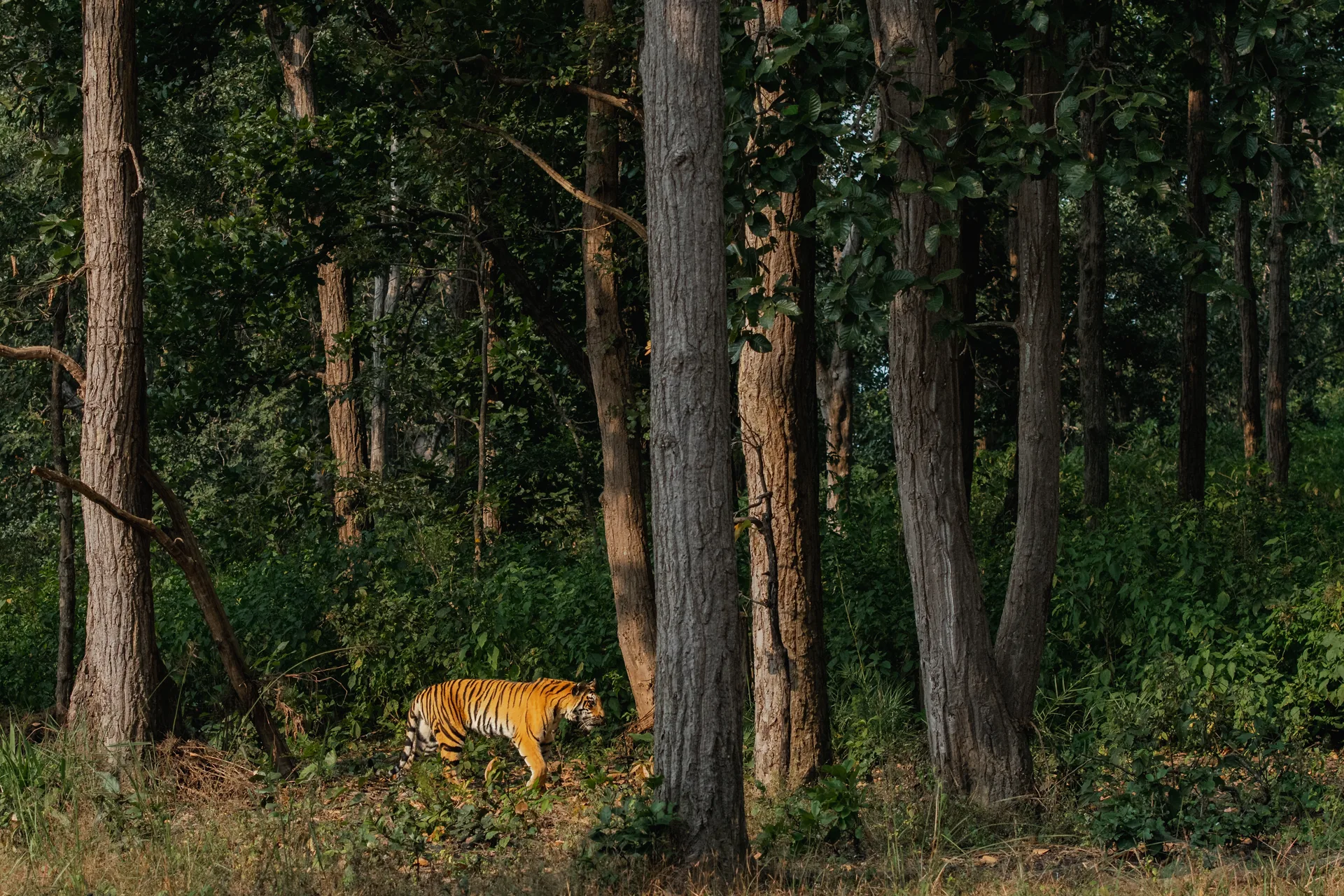 Kanha National Park travel experience