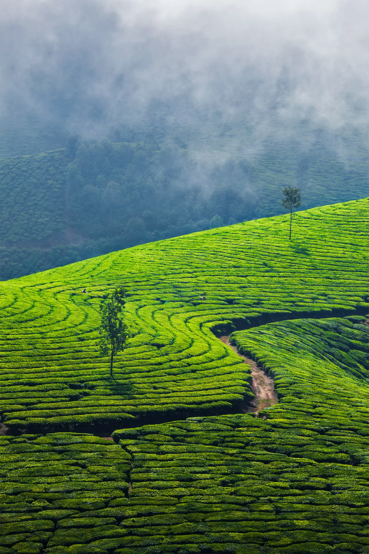 Assam travel experience
