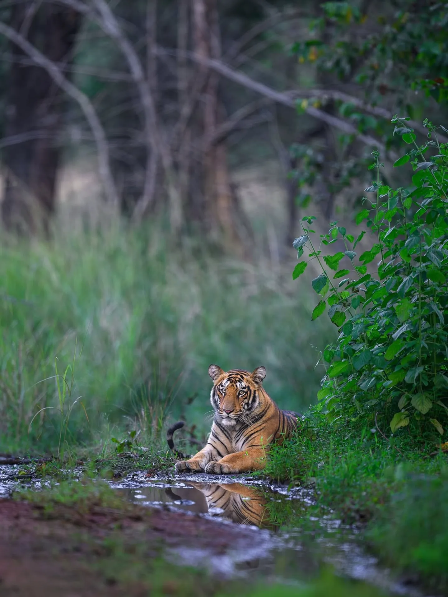Tadoba Andhari travel experience