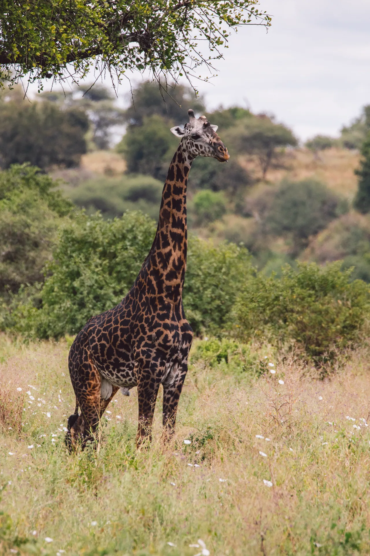Tanzania wildlife safari
