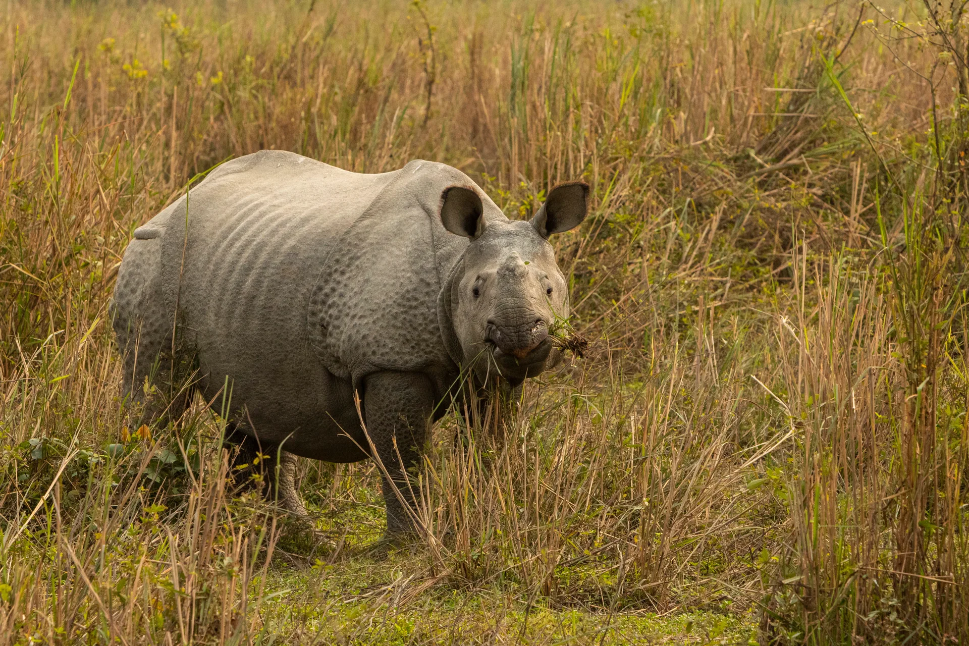 Kaziranga National travel experience