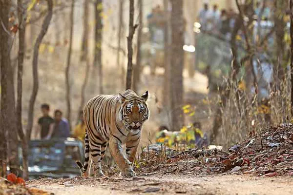 Pench National Park travel experience